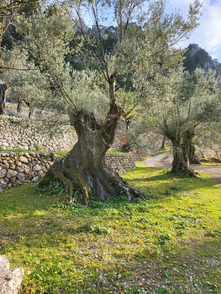 fornalutx, Balearic Islands, Spain, 2 Dormitorios Dormitorios, ,2 BañosBaños,Propiedades singulares,En Venta,1144